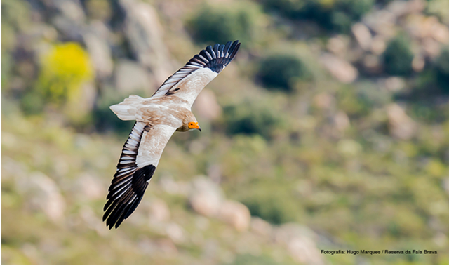 Destinature quer valorizar birdwatching no Centro de Portugal
