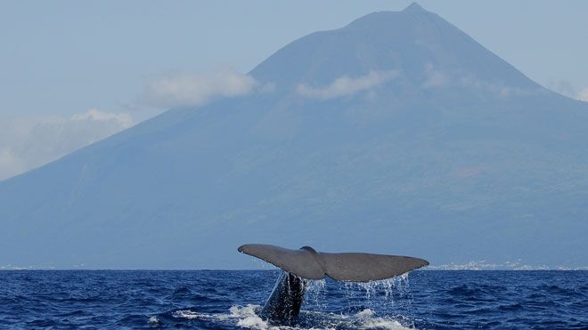 Observação de cetáceos nos Açores vai ter novo regime jurídico