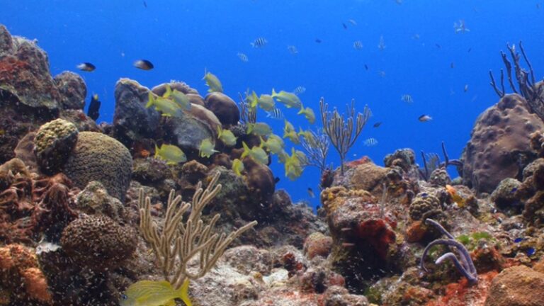 Go Discover e SeaTheFuture unidas em prol da Conservação dos Oceanos